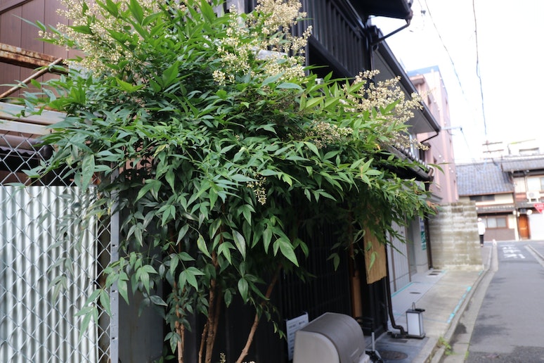 夏の南天と施設正面