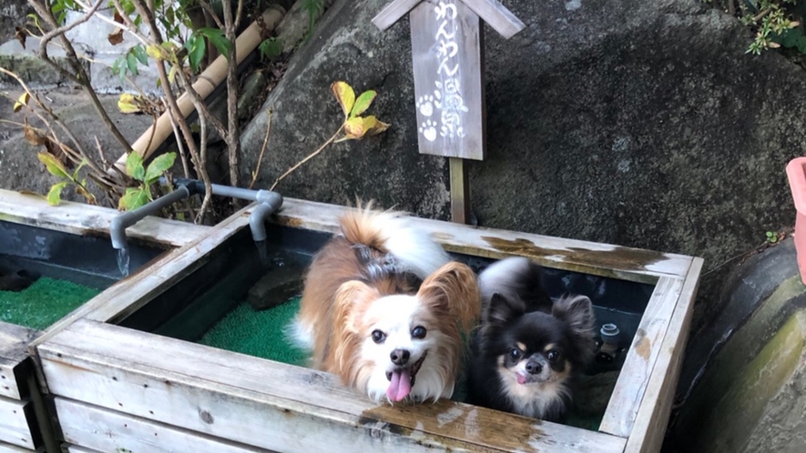 【わんちゃん専用：足湯】温泉で肉球もぷるぷるのつやつや♪タオルも設置しております