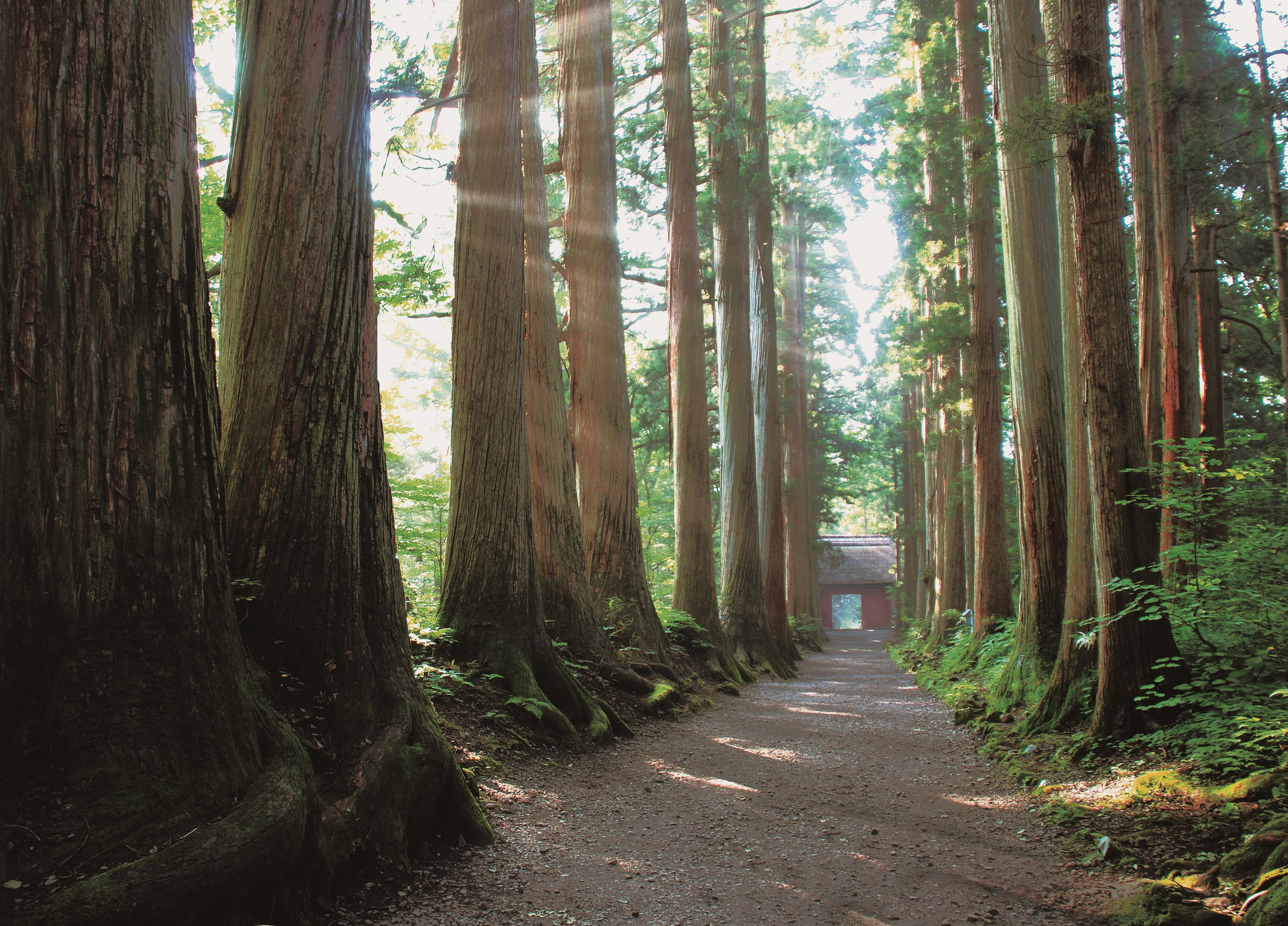 戸隠神社奥社参道杉並木