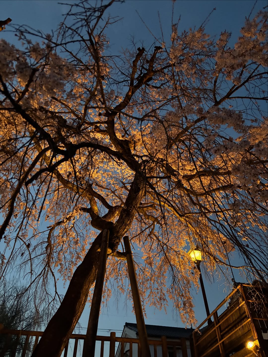 奈良県五條市、夜桜が静かにきらめく春の夜へ。