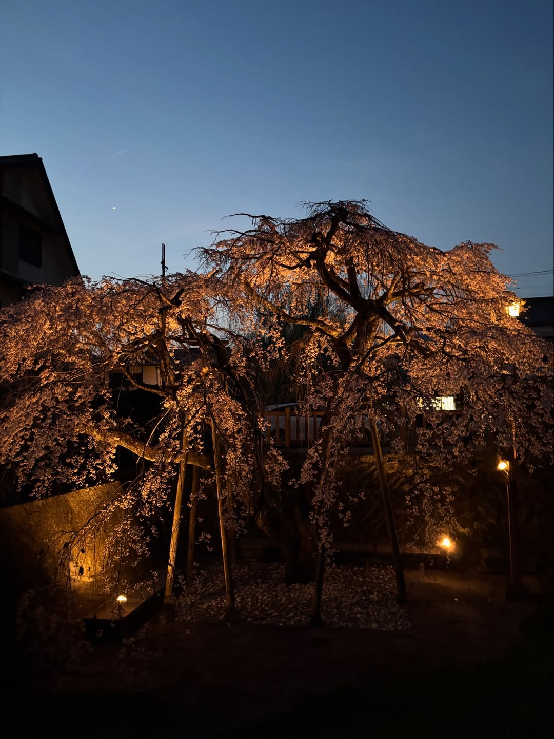 奈良県五條市、夜桜が静かにきらめく春の夜へ。