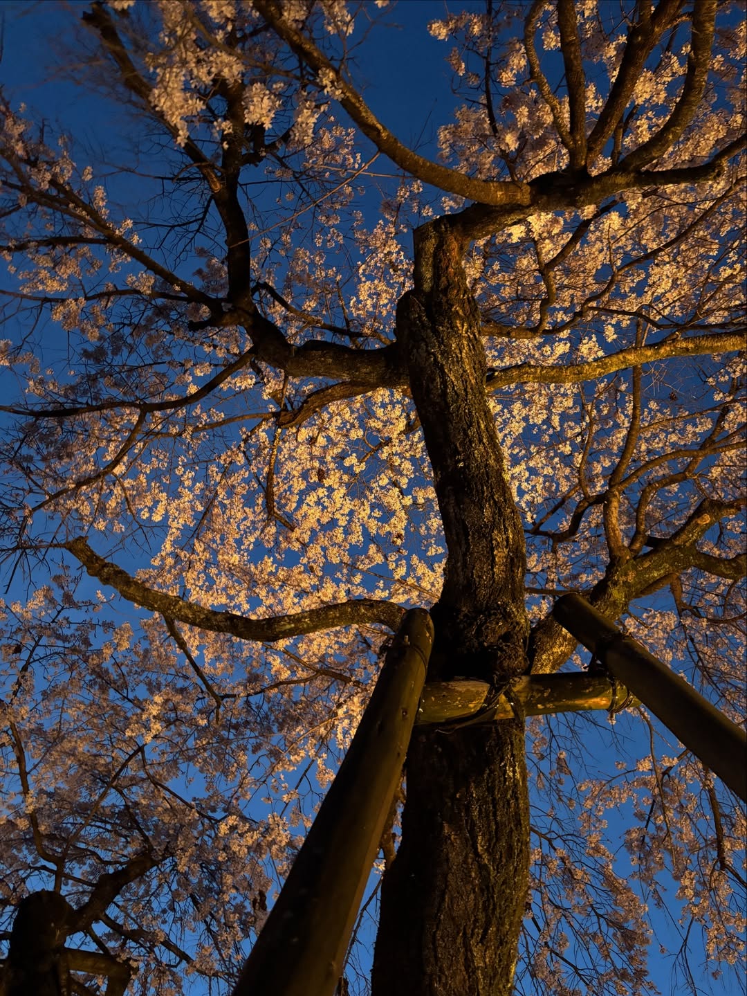 奈良県五條市、夜桜が静かにきらめく春の夜へ。