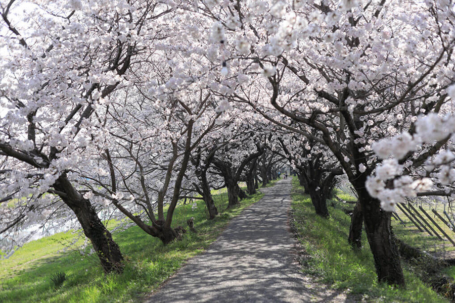 散歩コースの流川桜並木