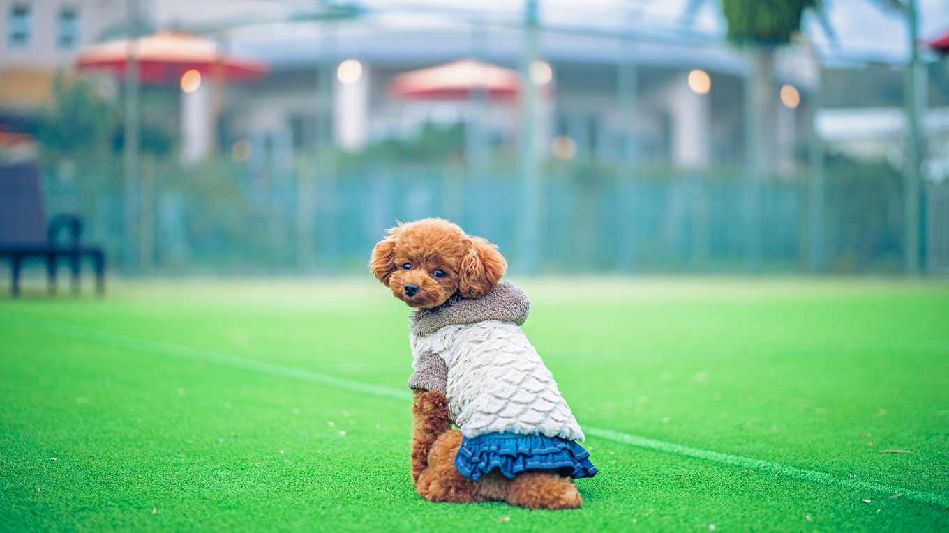 スタンダードプラン