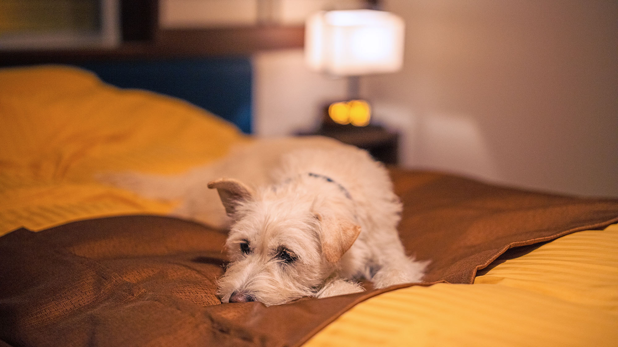 1F庭付きスタンダード和室（Bタイプ）