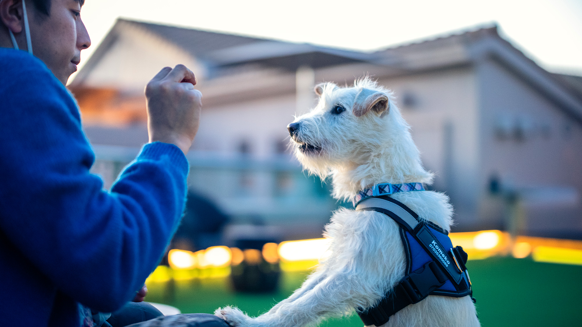 Dogrunでのびのび