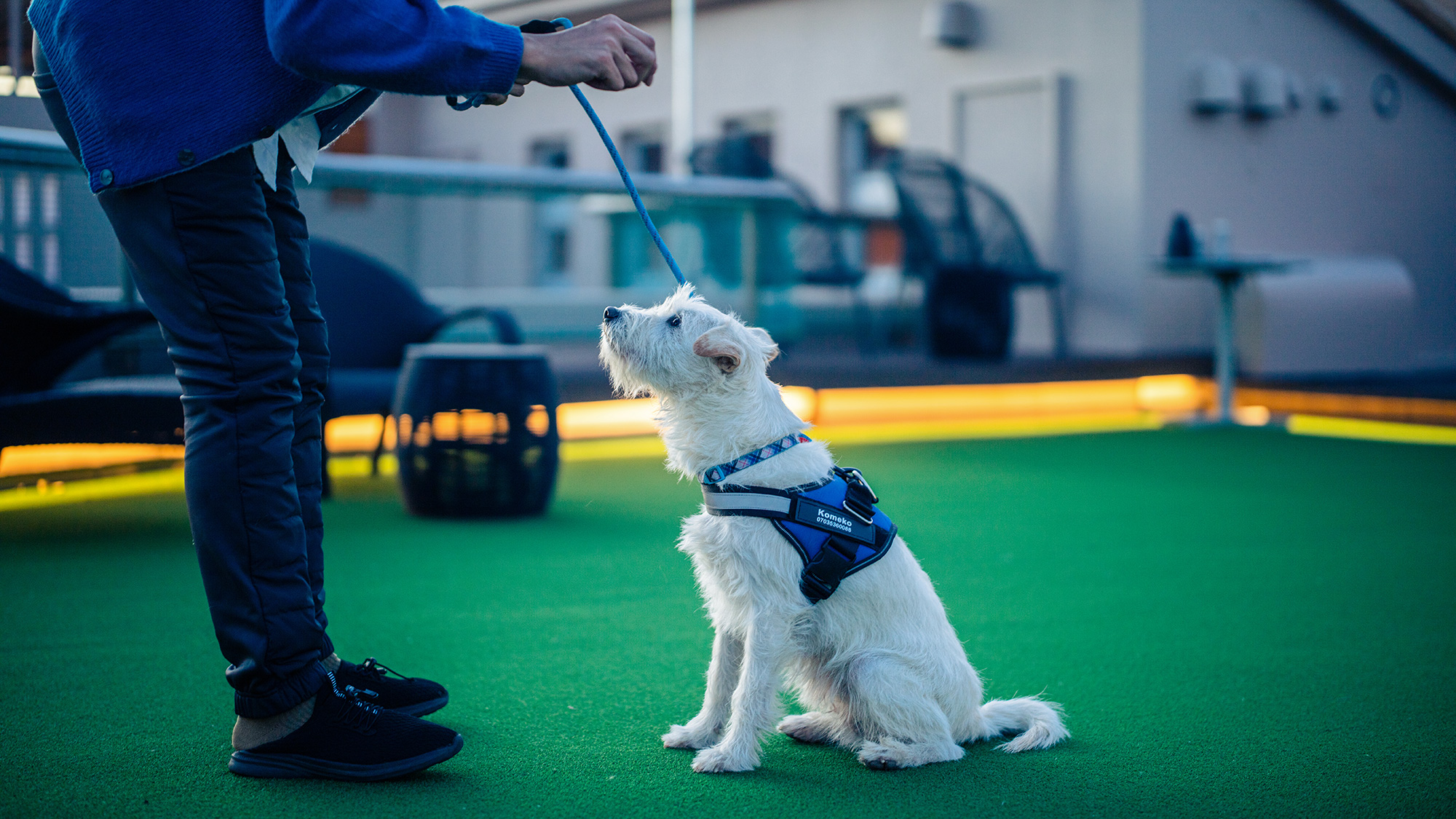 愛犬と一緒にひとはしゃぎ