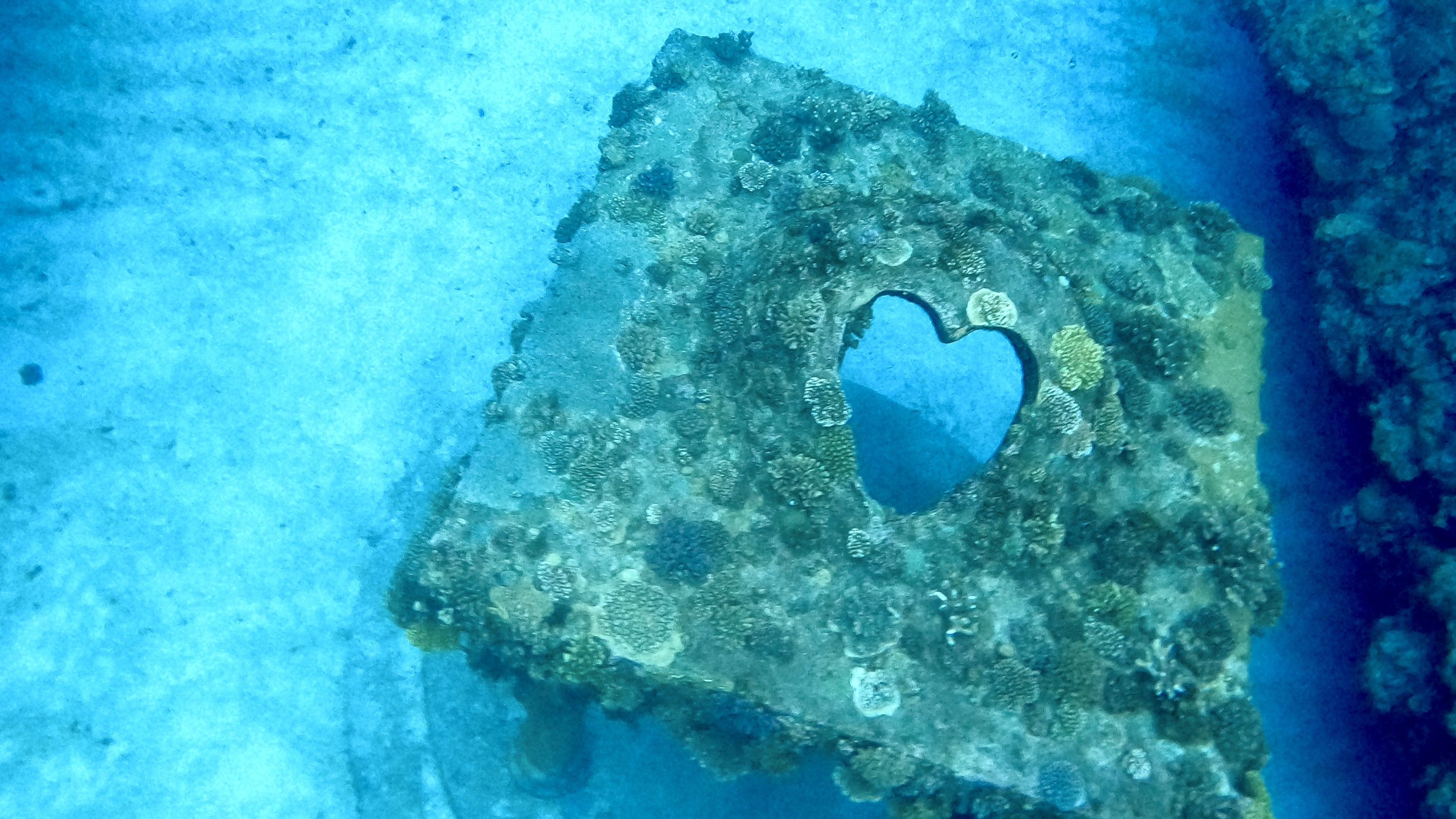 377 seabed heart