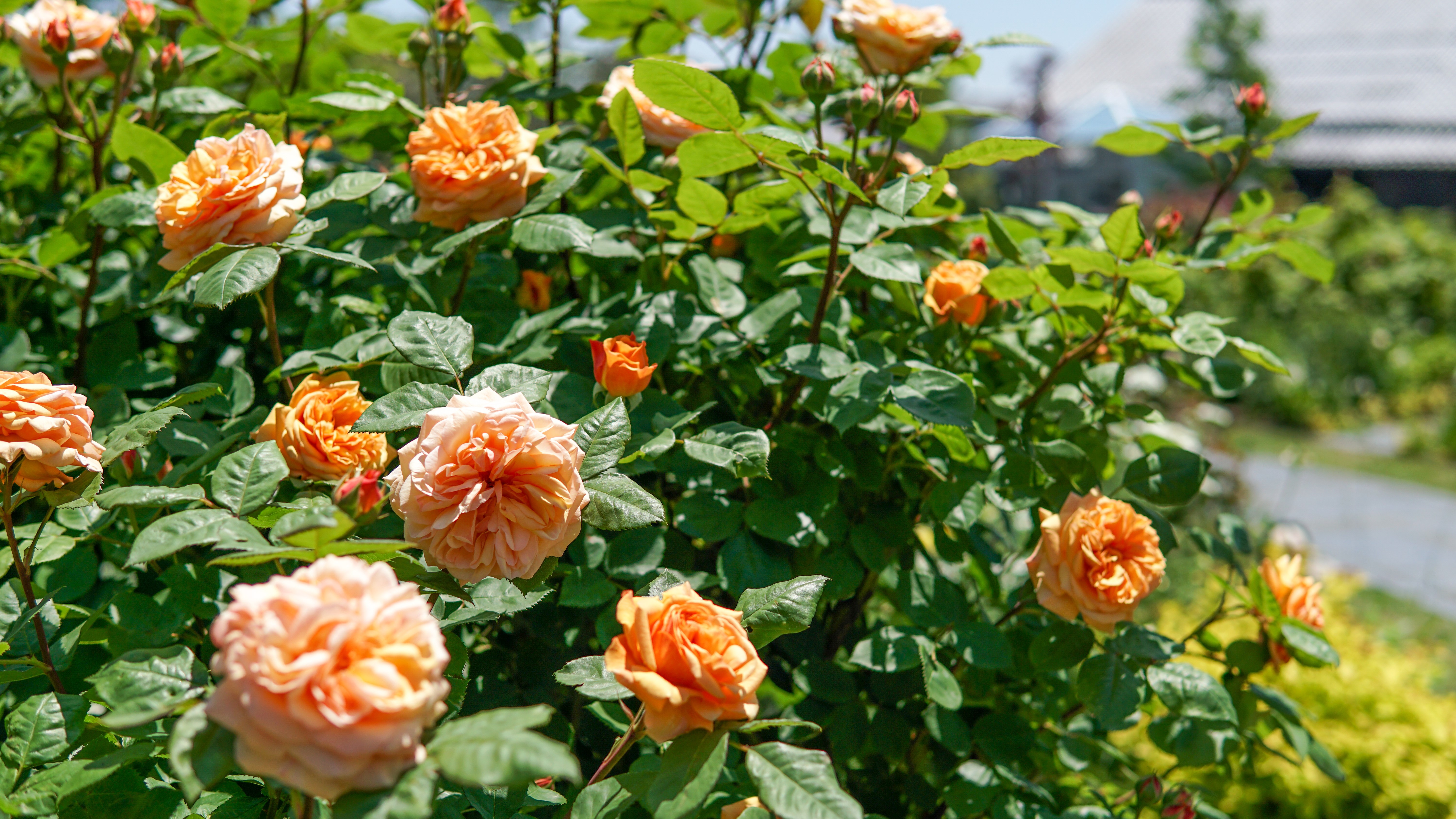 敷地内イメージ