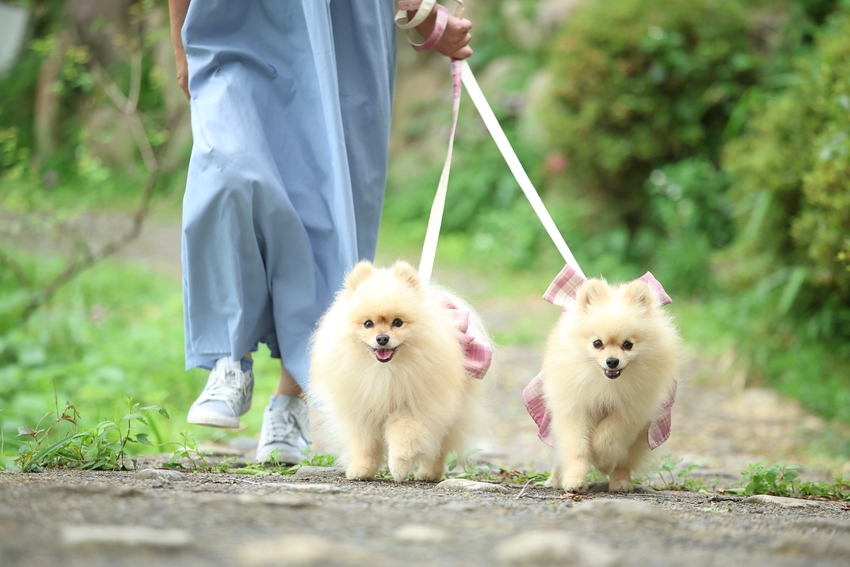 【Dog Friendly Room】〜ワンちゃんと一緒に津山を満喫旅〜 朝食ボックス付き