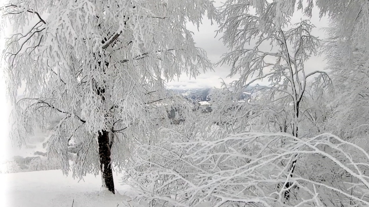 【冬季◆素泊まり】斑尾高原の綺麗な空気、緑、小鳥たちがお出迎え！手作り料理と燻製の宿　秋桜にようこそ