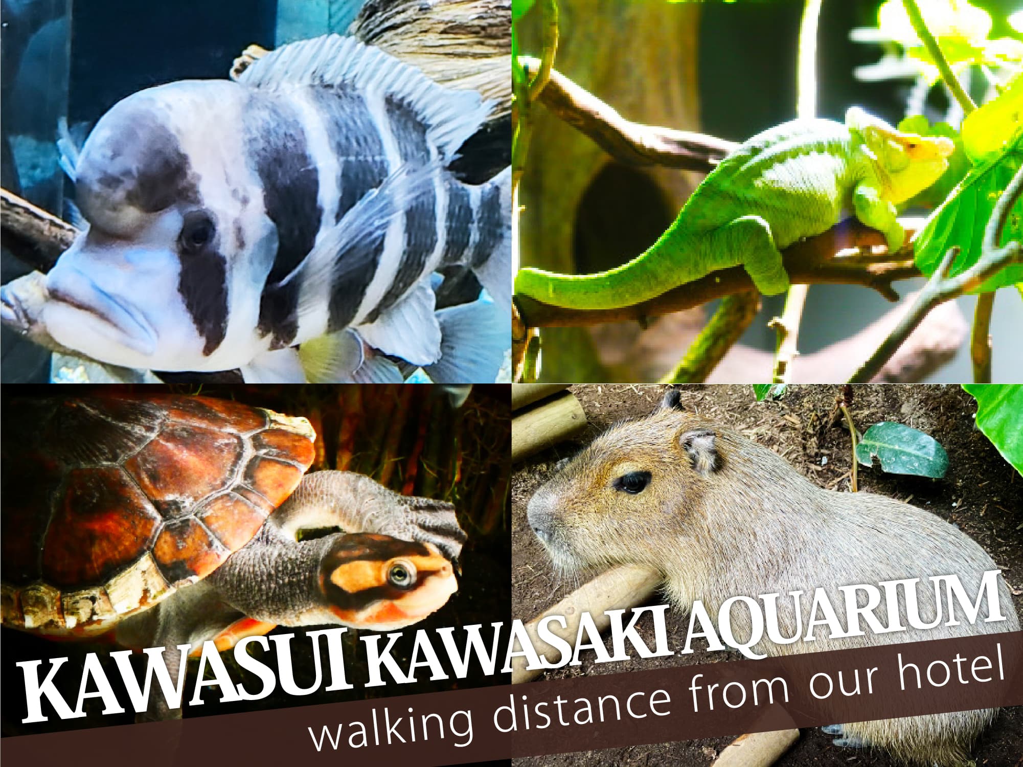 Kawasui Kawasaki Aquarium（カワスイ 川崎水族館）