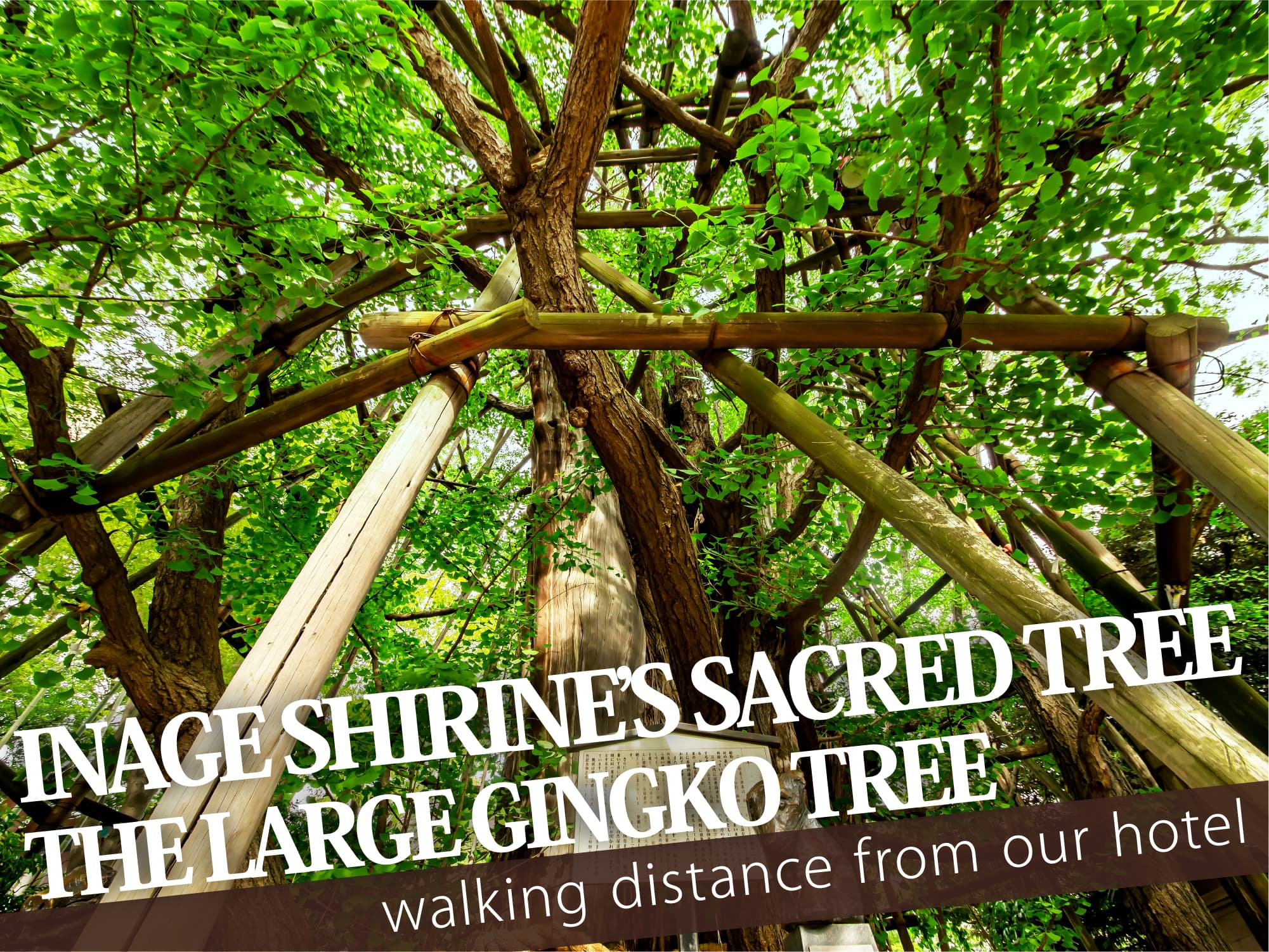 Inage Shrine's sacred tree（稲毛神社御神木）