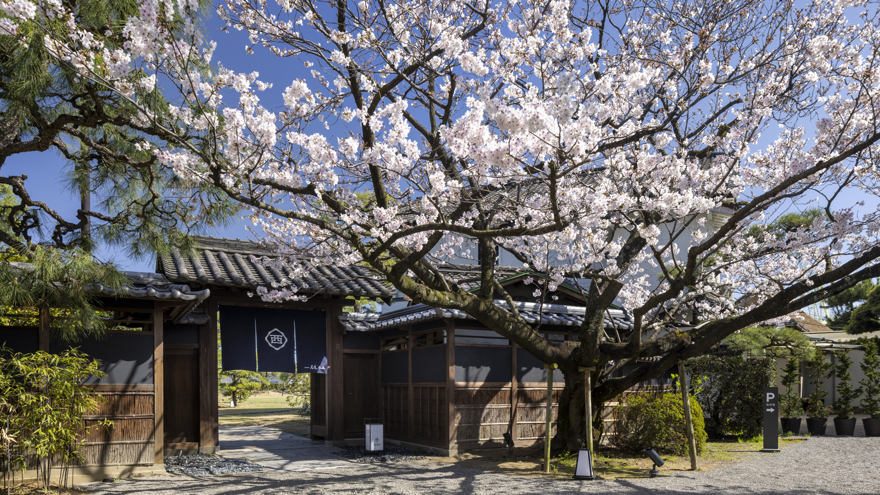 門前の桜