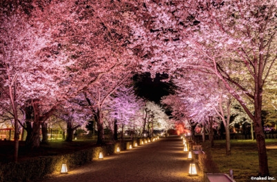 【NAKEDmeets二条城 2025 桜】ライトアップ開催記念【セール】【無料朝粥あり】