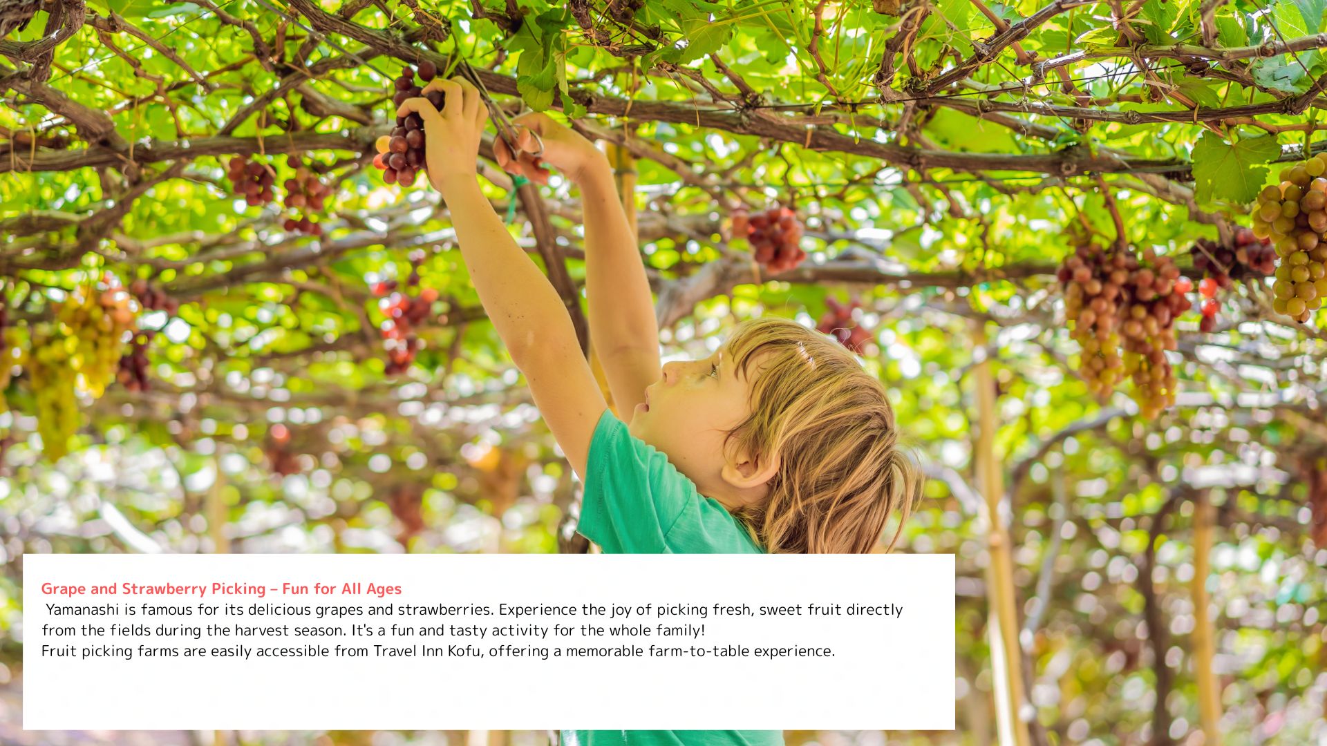 Grape and Strawberry Picking – Fun for All Ages