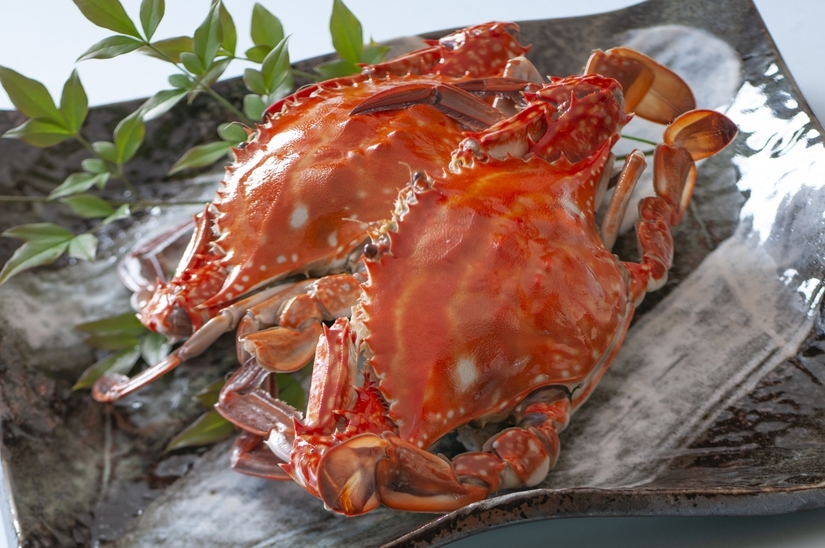 秋旬　瀬戸のワタリガニ料理プラン