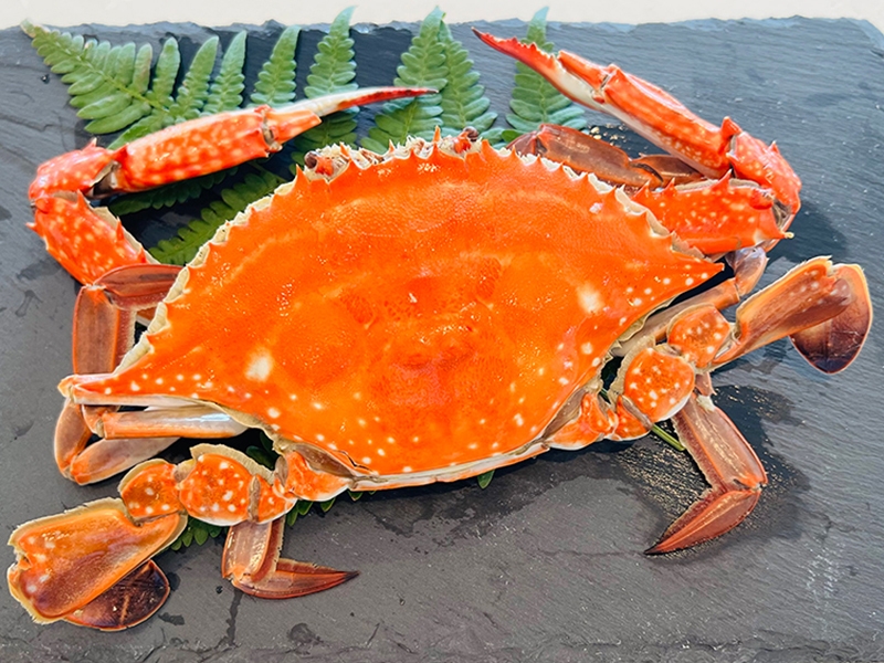 夏瀬戸の絶品希少ワタリガニ釜揚げ付きプラン