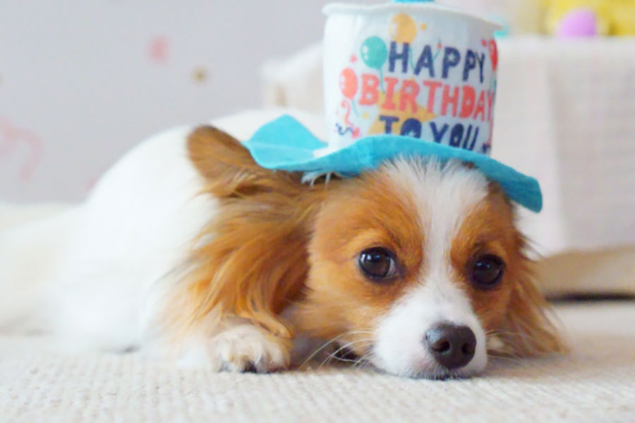 ワンちゃんのお誕生日・記念日お祝いプラン（2026年3月〜）