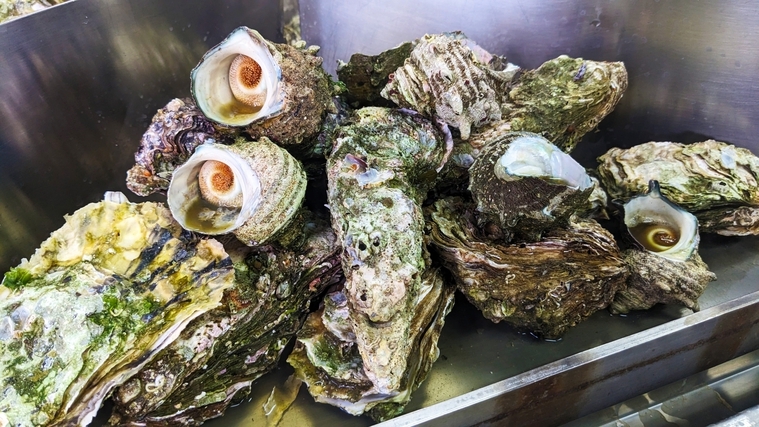 盛夏　日生の岩ガキとサザエの貝料理プラン