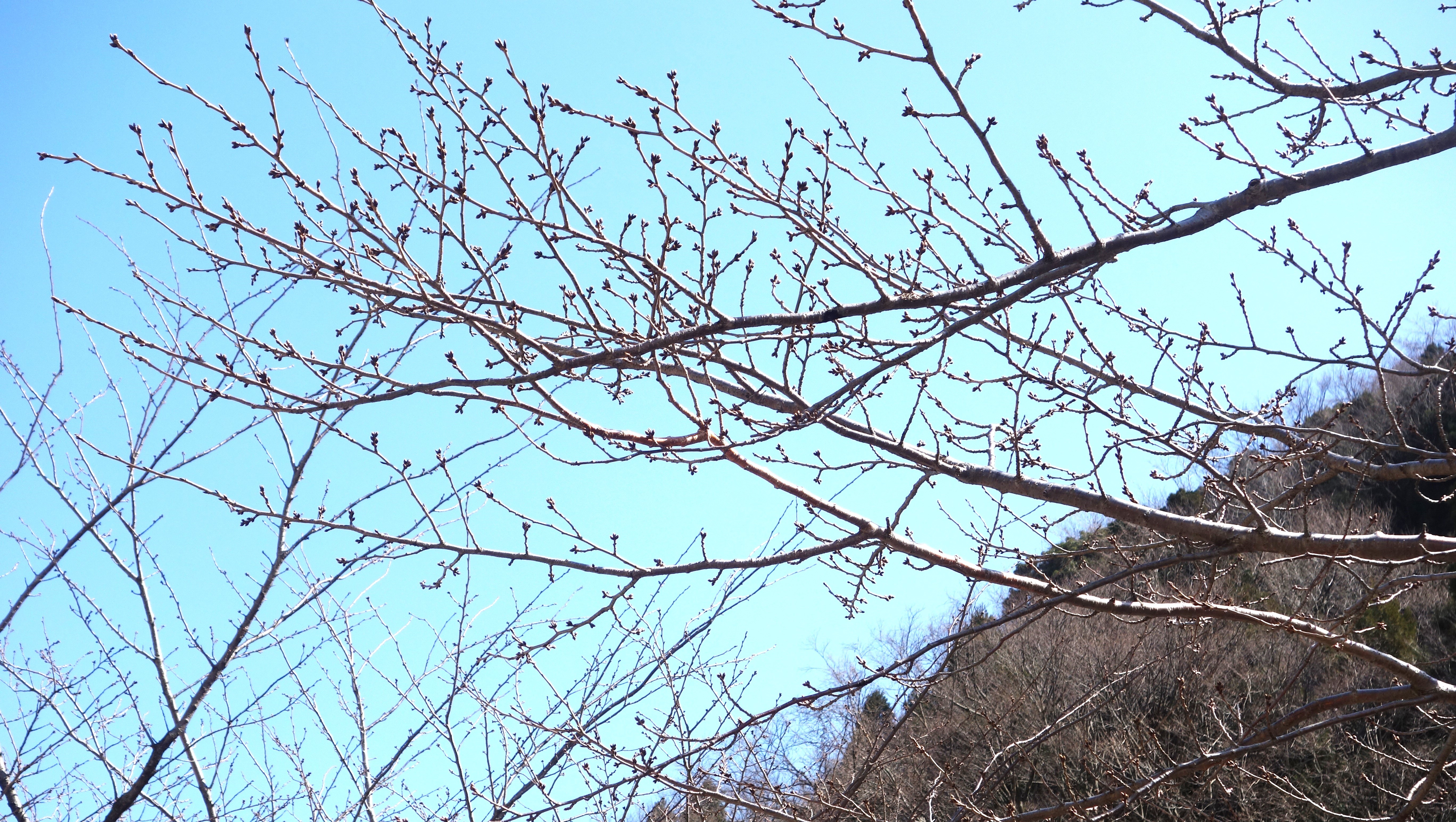 春まで待ちきれない！
