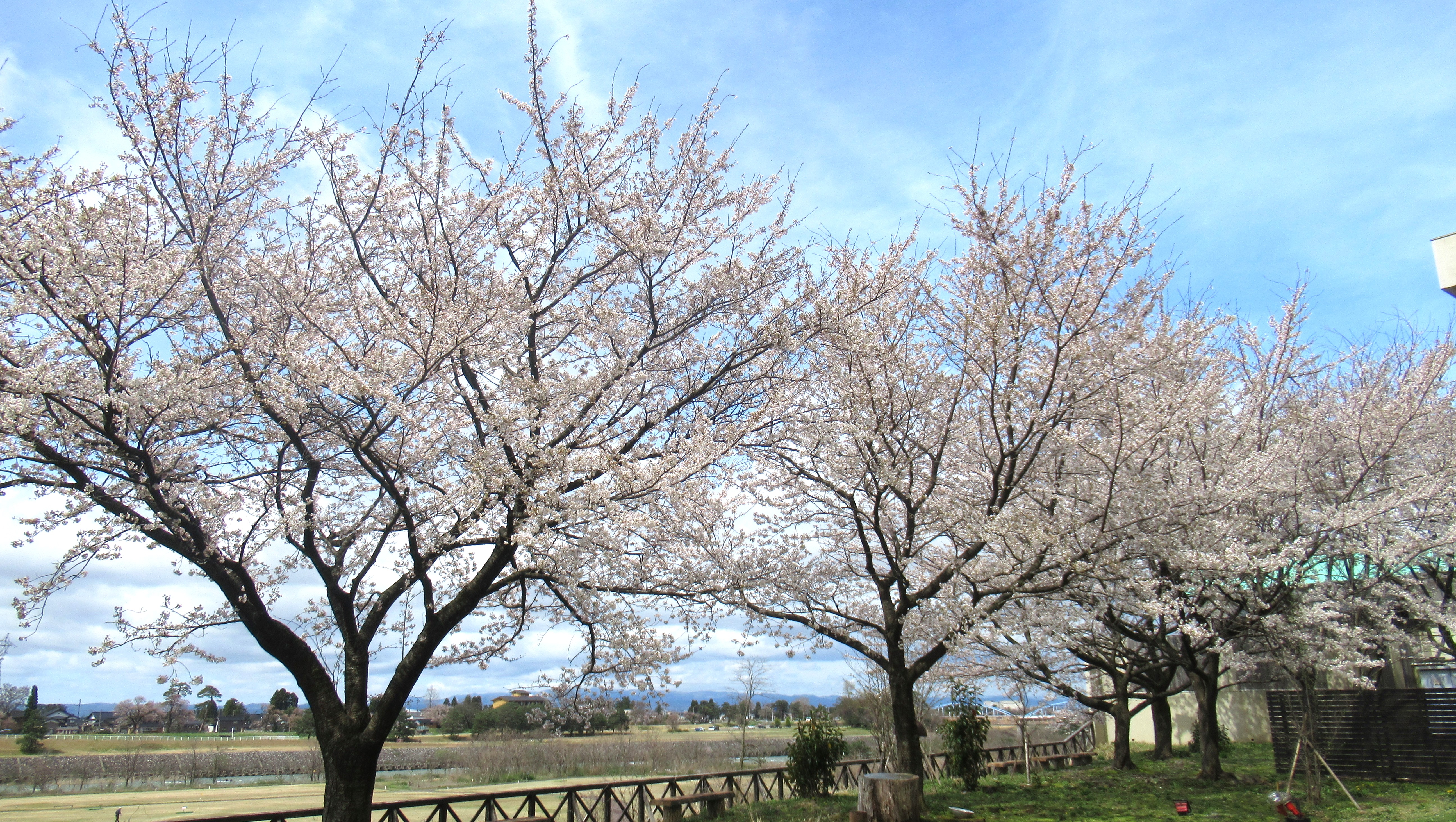桜満開
