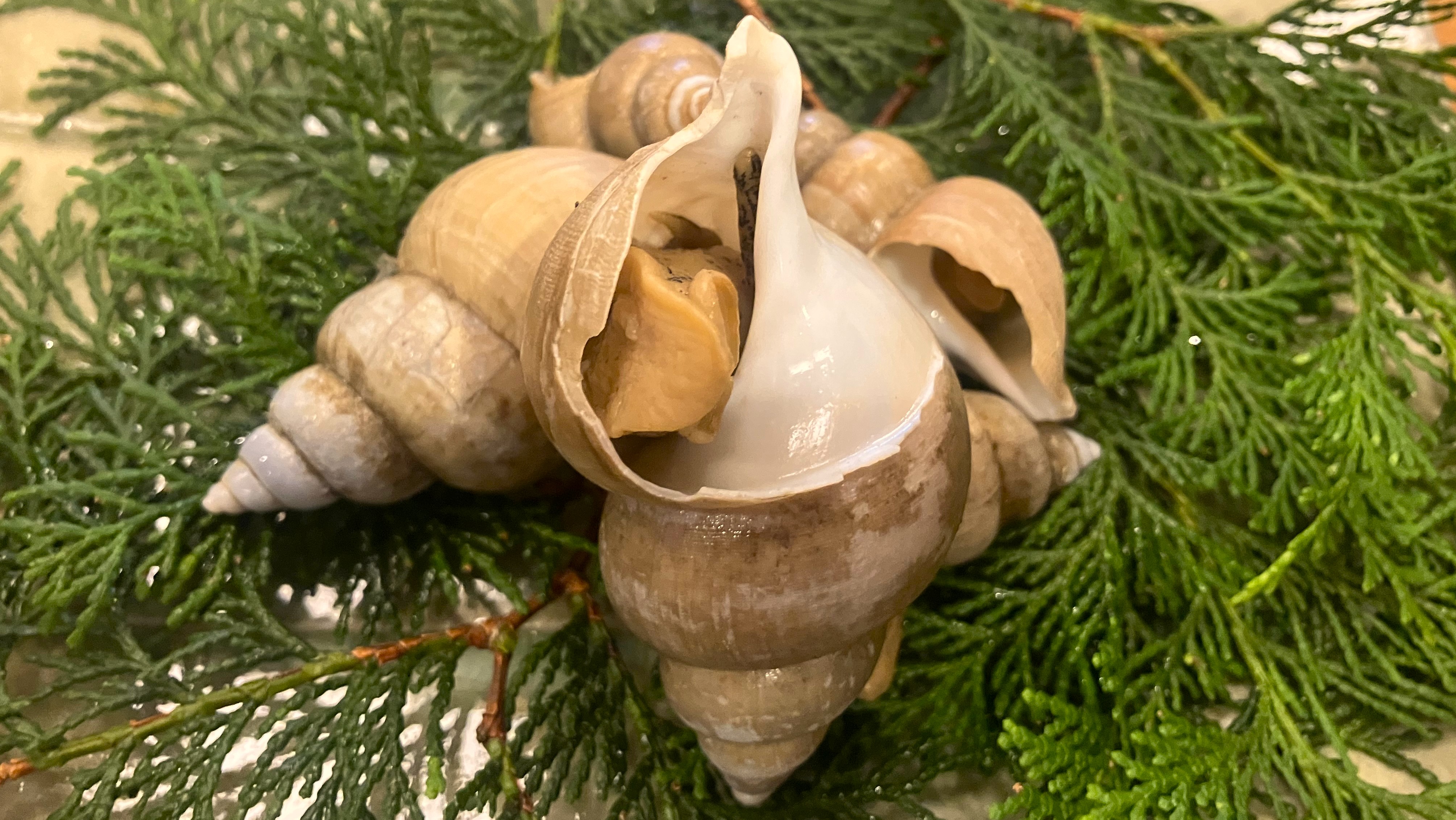 富山を代表する貝『バイ貝』プロの煮炊きの技が光る　9/1～9/30まで