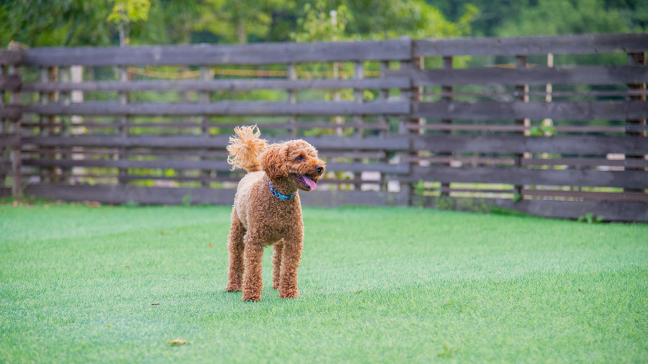 【直前割】愛犬とのんびりおこもりステイ！専用ドッグラン＆サウナ いろいろ持ち込んで自由に♪幼児無料