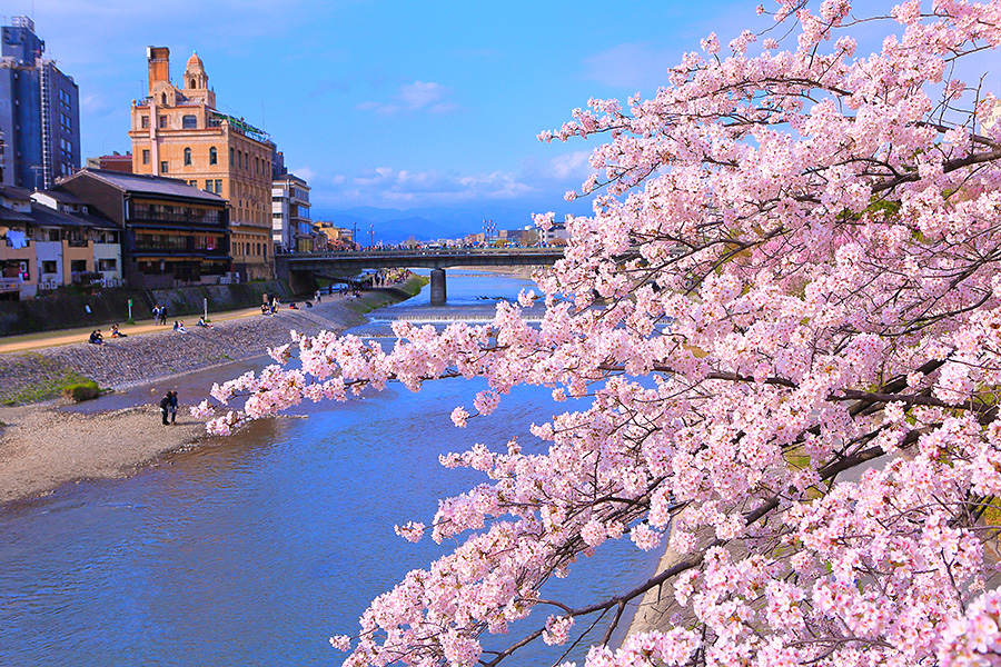 鴨川沿いの桜
