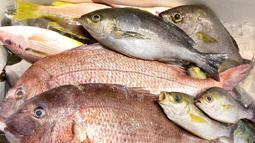 ・【お魚一例】目の前の海で獲れた鮮度抜群のお魚たち