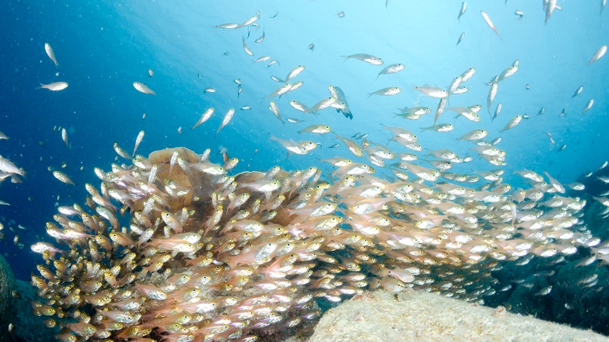 ・【柏島の海】柏島だけでおよそ1,000種類以上の魚たちを見ることができます