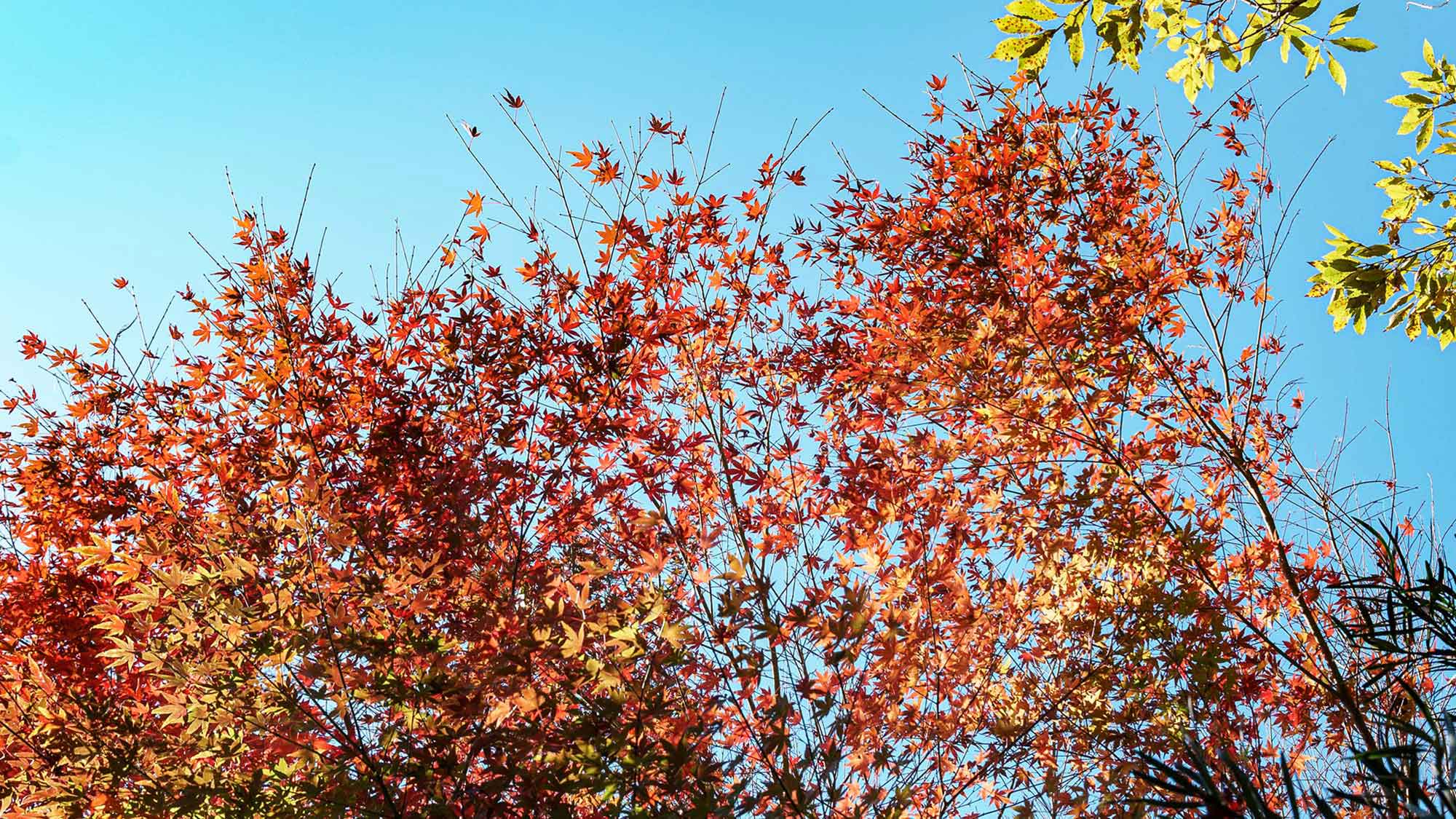 ・【紅葉】季節の変化を感じさせる庭の木々。秋には紅葉を楽しめます