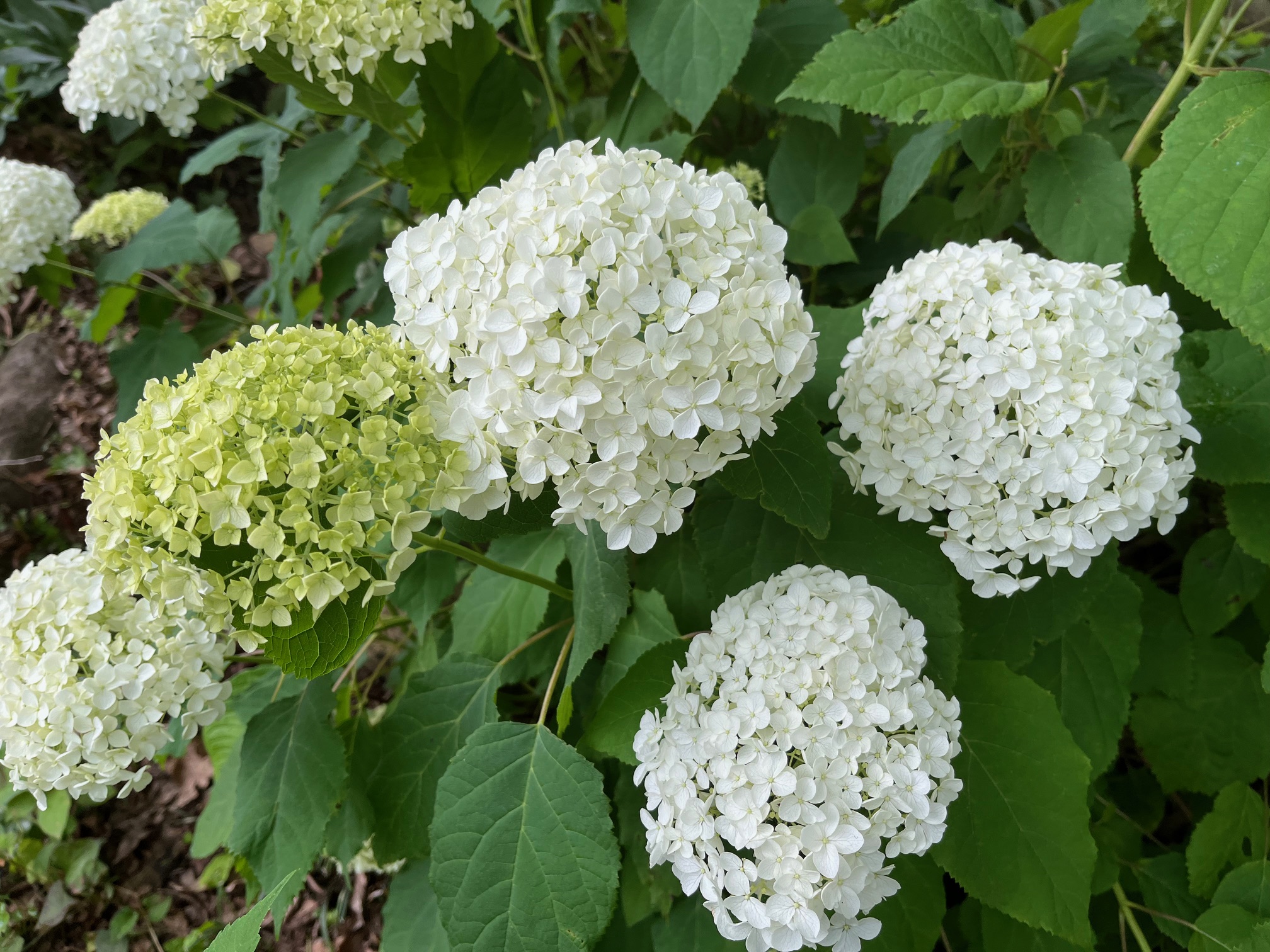 庭で咲いたあじさい