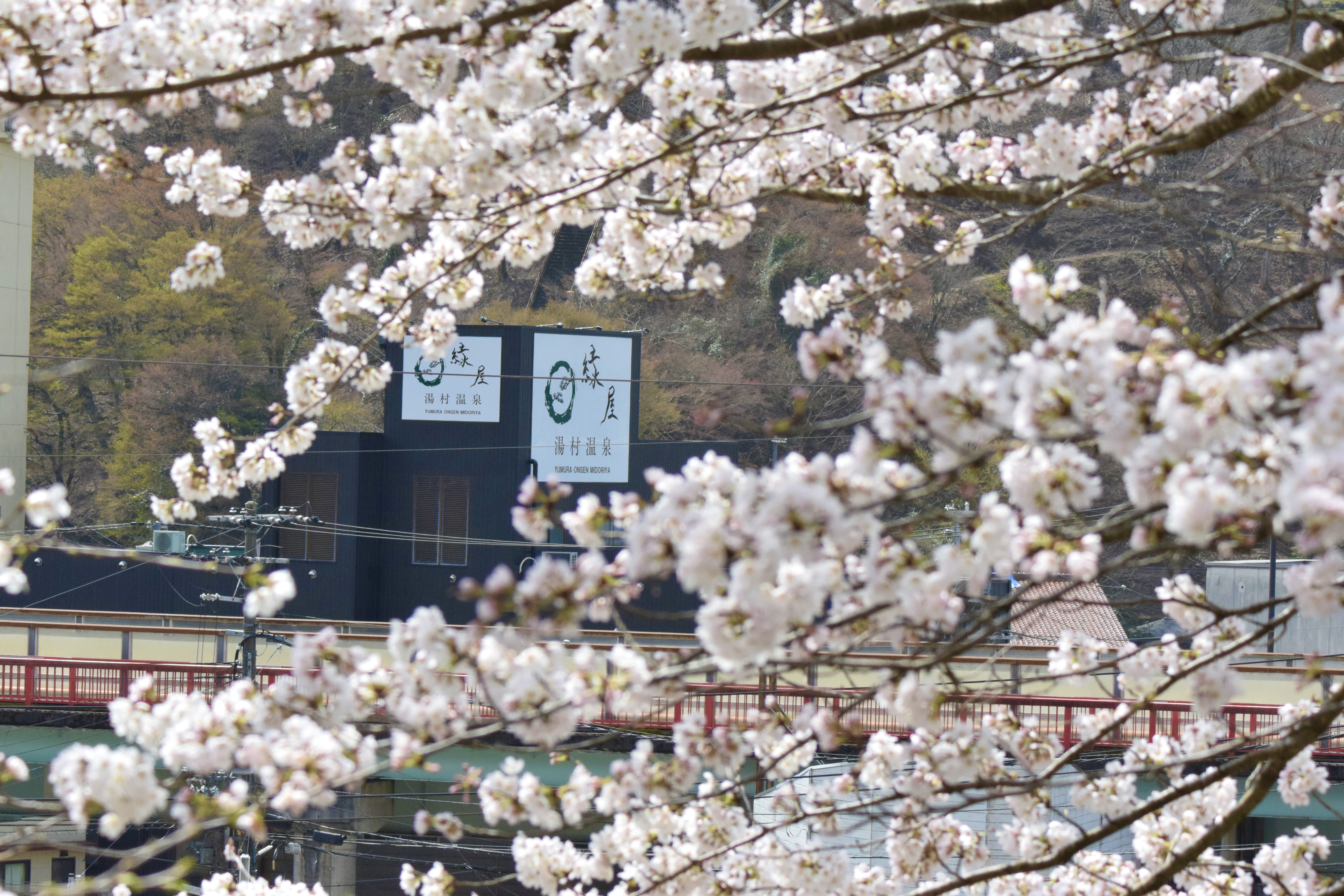 桜_遠景