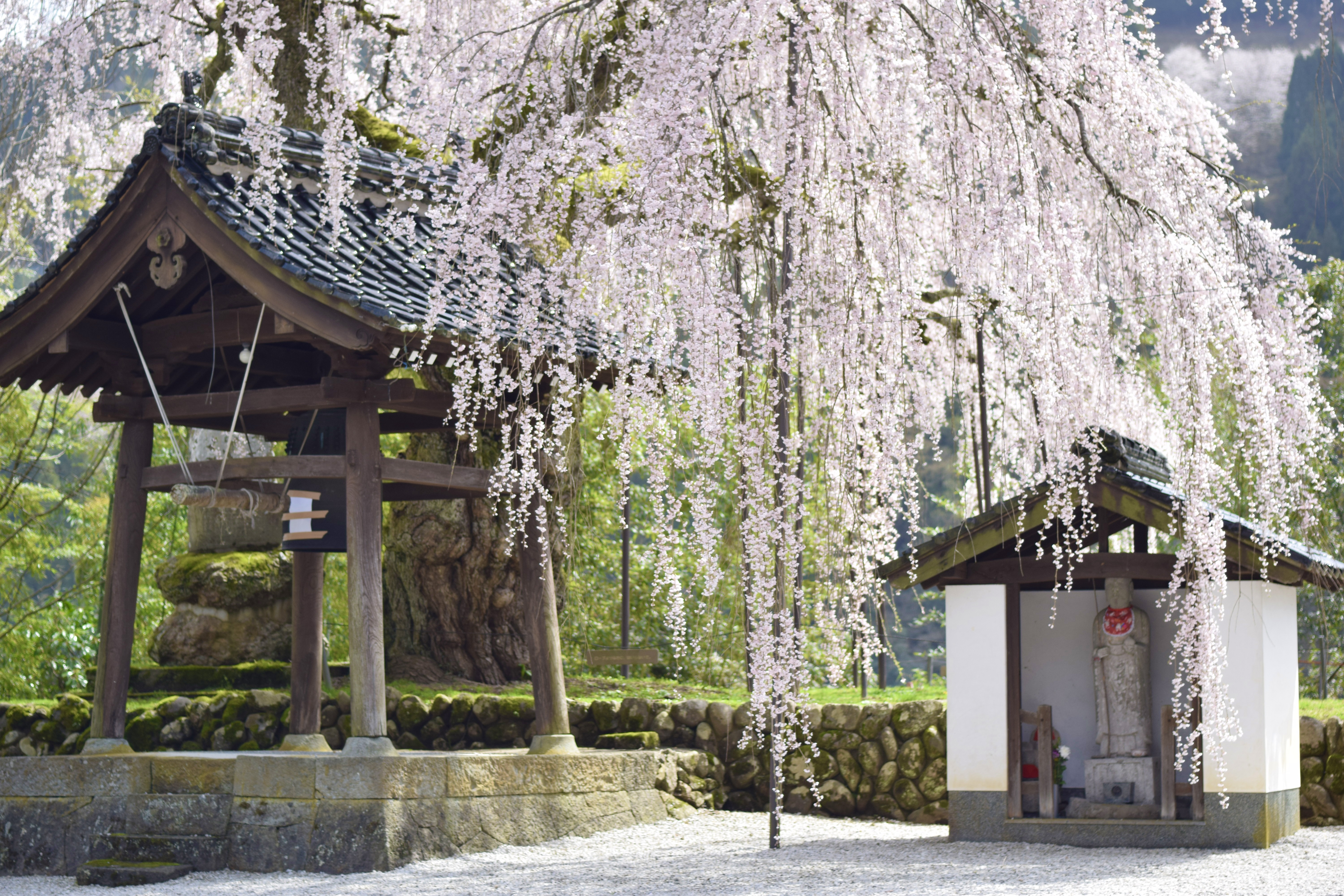 枝垂れ桜