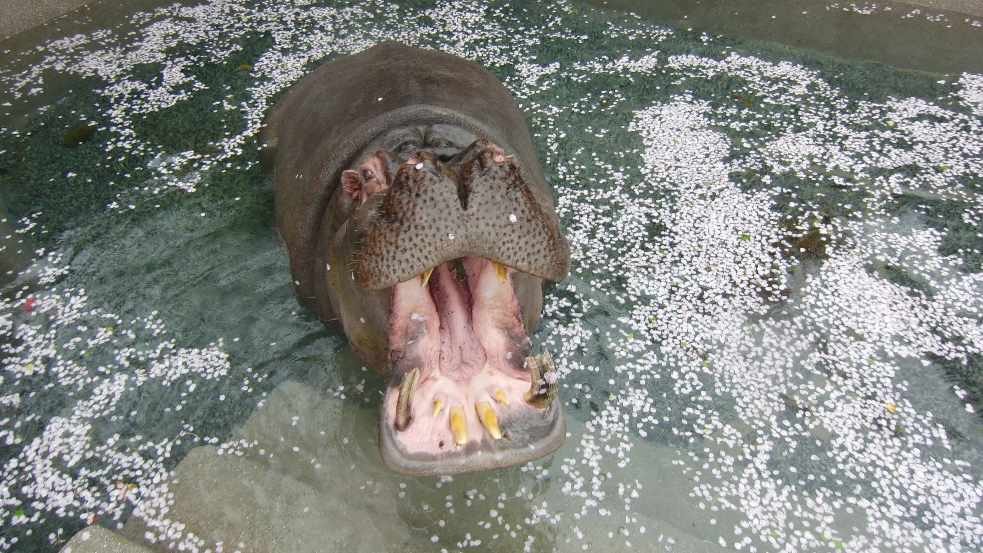 徳山動物園