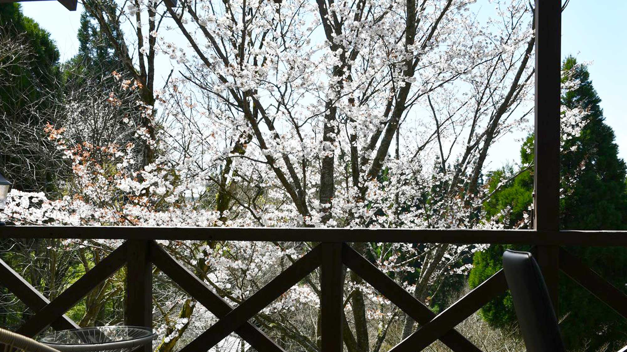 【春の様子】バルコニーから満開の桜をご覧いただけます。