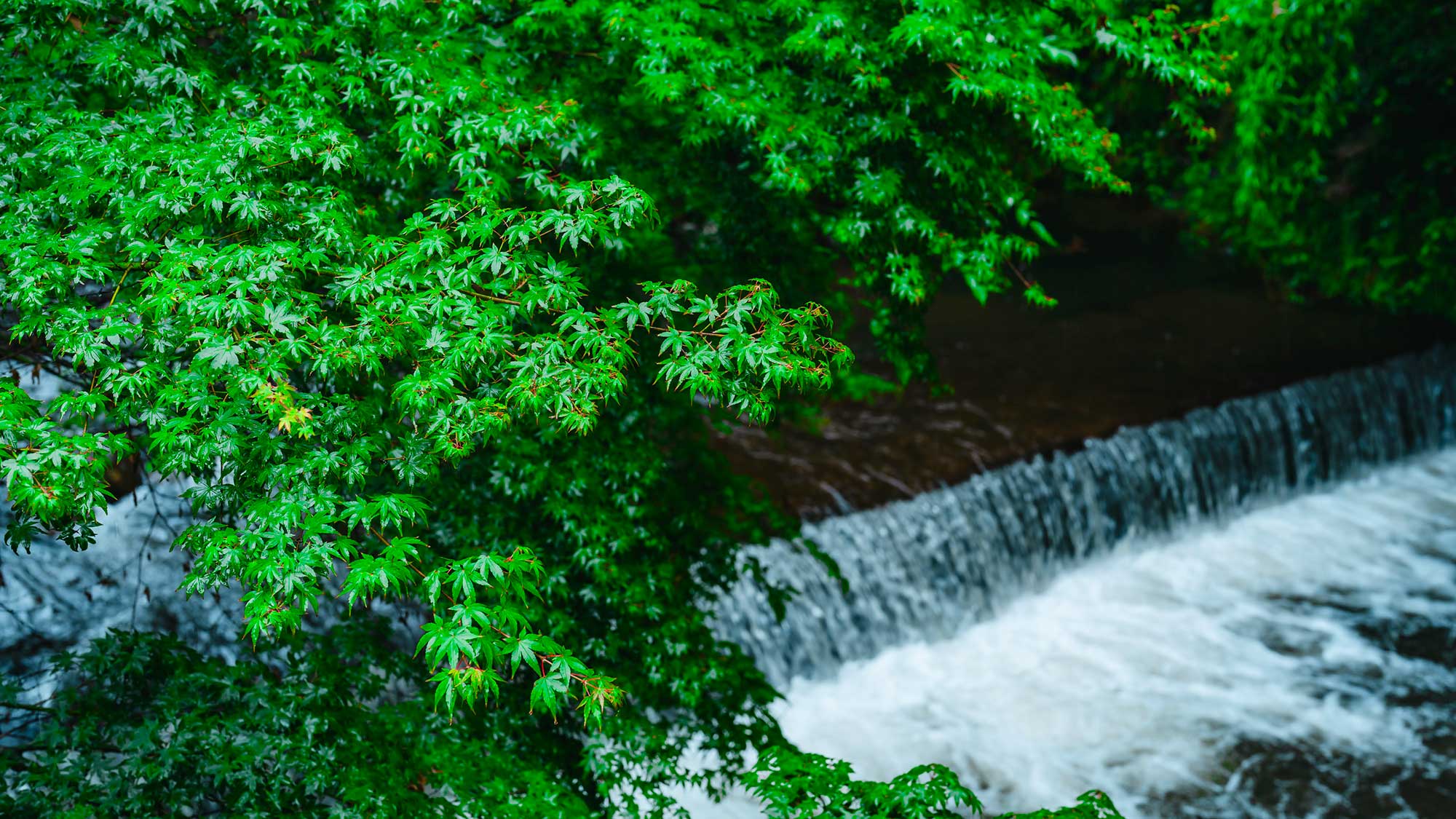 【周辺観光】阿蘇・黒川温泉のエリアには見どころ満載の観光スポットが点在しています。