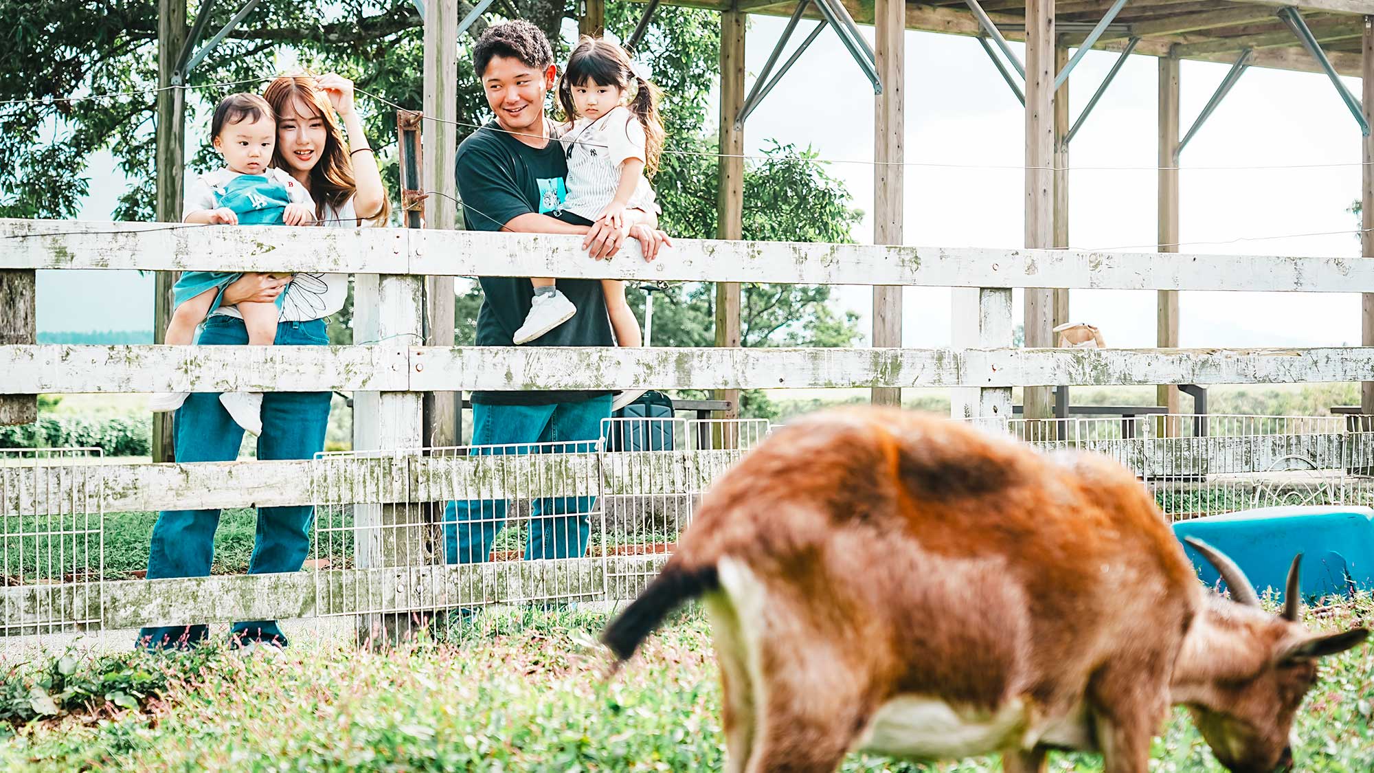 【周辺観光】敷地内には放牧されているヤギを見学することもできます。※エサや雑草は与えないでください。