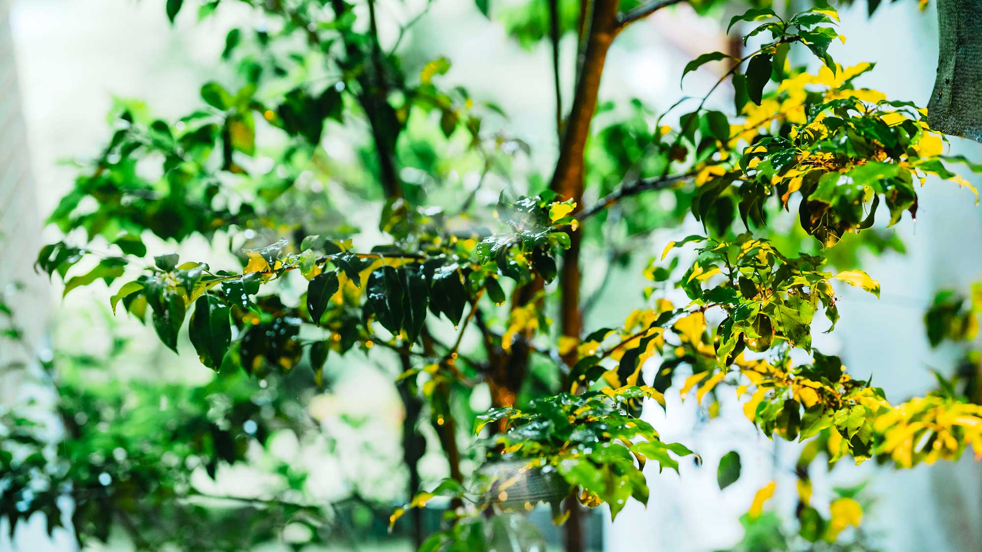 【LuluTerrace】黒川の自然を感じながら、非日常のひと時をお過ごしいただけます。