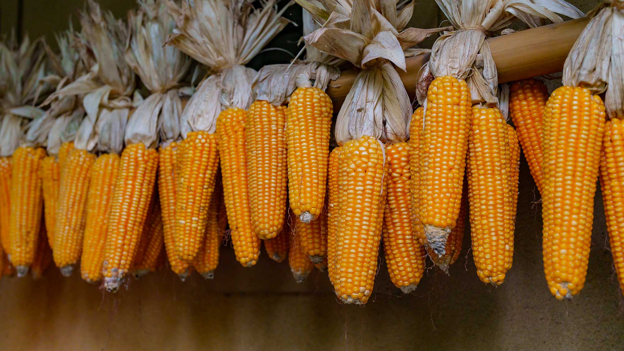 【周辺観光】素朴ながらも安らげる、落ち着きのある空間で、散策を楽しむことができます。