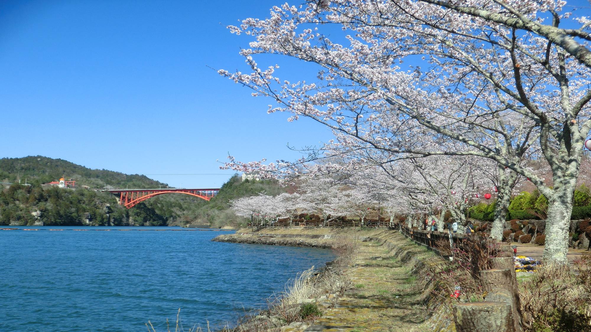 【恵那峡】＜春＞桜開花シーズン