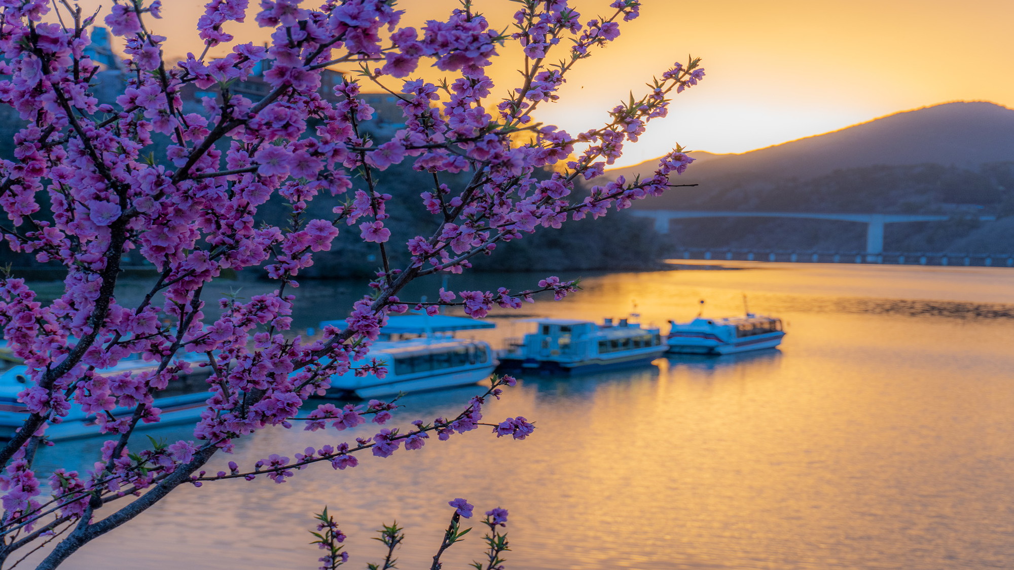 【恵那峡】＜春＞桜開花シーズン