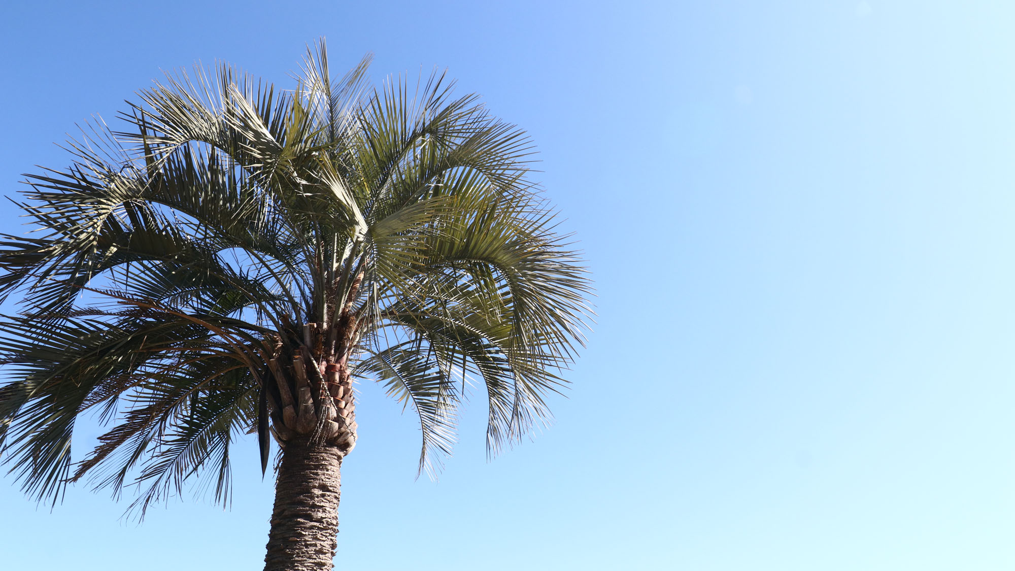 九十九里浜で自然と遊ぼう！*