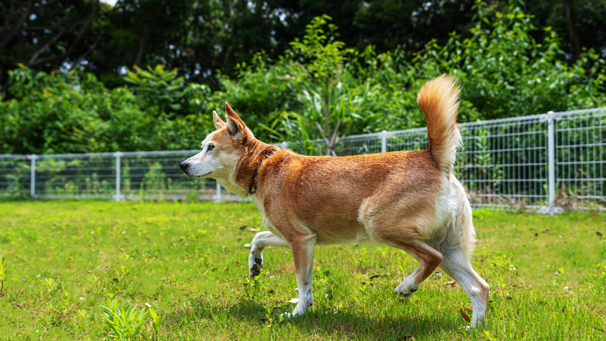 広いお庭付きのガーデンヴィラ。ワンちゃんも大喜び！