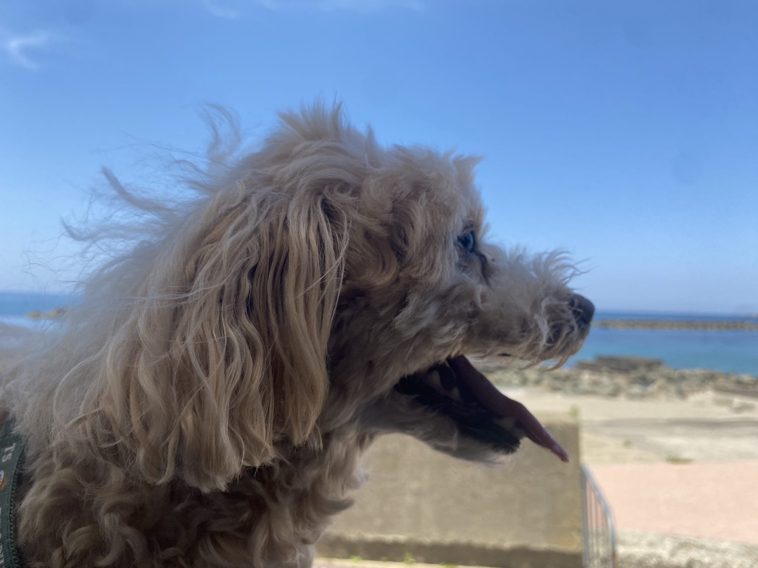愛犬と自然を楽しむグランピングできるヴィラ※素泊まりグリル付きプラン