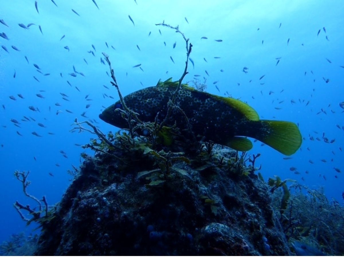 素泊り/夏休みは越前海岸がおススメ！透明度抜群の福井の海でスキューバダイビング体験