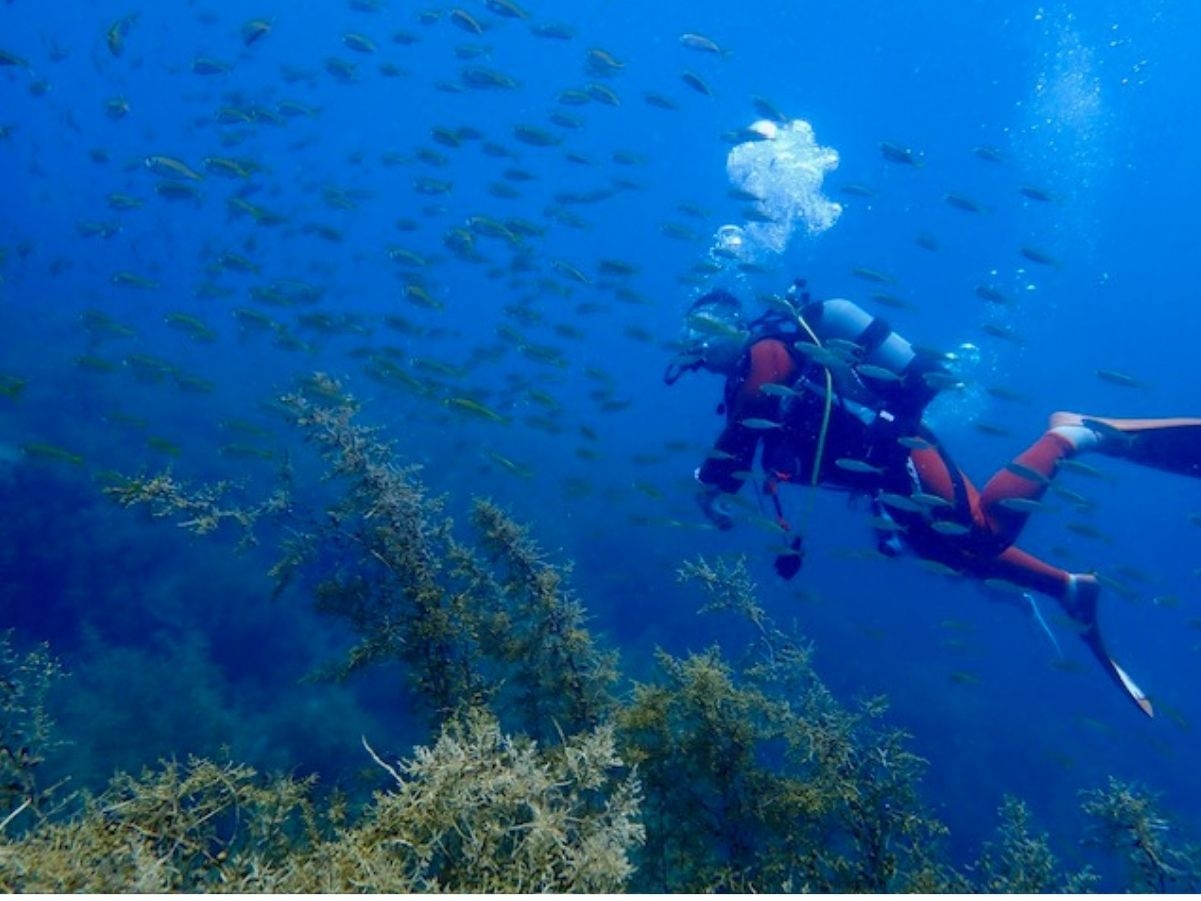素泊り/夏休みは越前海岸がおススメ！透明度抜群の福井の海でスキューバダイビング体験