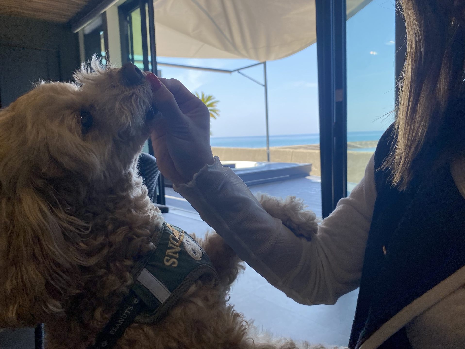 愛犬と自然を楽しむグランピングできるヴィラ※手ぶらでBBQ　二食付きプラン