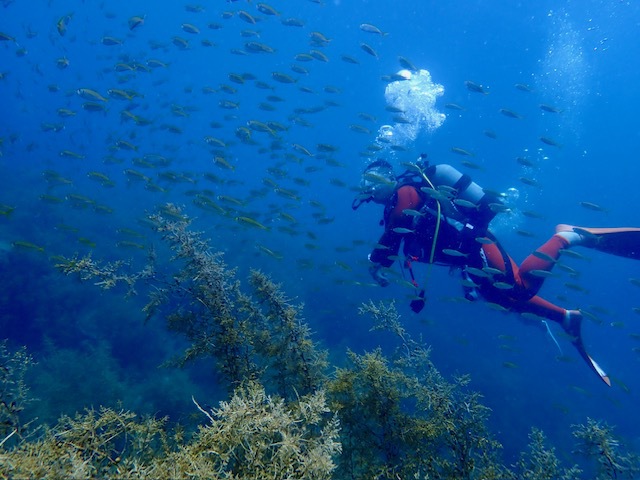 ２食付/夏休みは越前海岸がおススメ！透明度抜群の福井の海でスキューバダイビング体験と贅沢BBQ